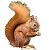 red_squirrel